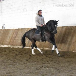 Caballos Capados Lusitano - Lusitano de pura raza 12 años