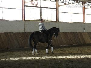 Lusitano de pura raza 12 años - Caballos Capados Lusitano