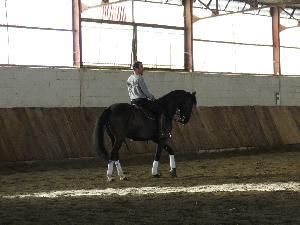 Lusitano de pura raza 12 años - Caballos Capados Lusitano