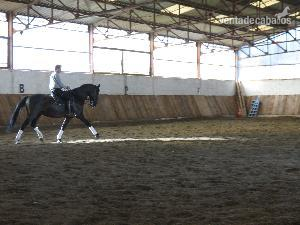 Lusitano de pura raza 12 años - Lusitano