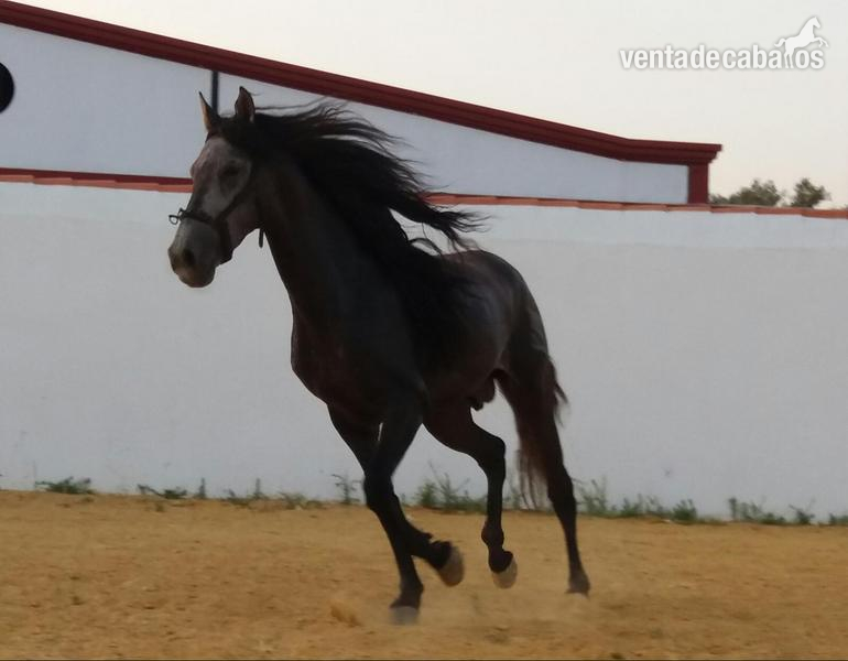 CABALLO PRE 3000 EUROS in 