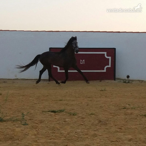 Pura Raza Española
