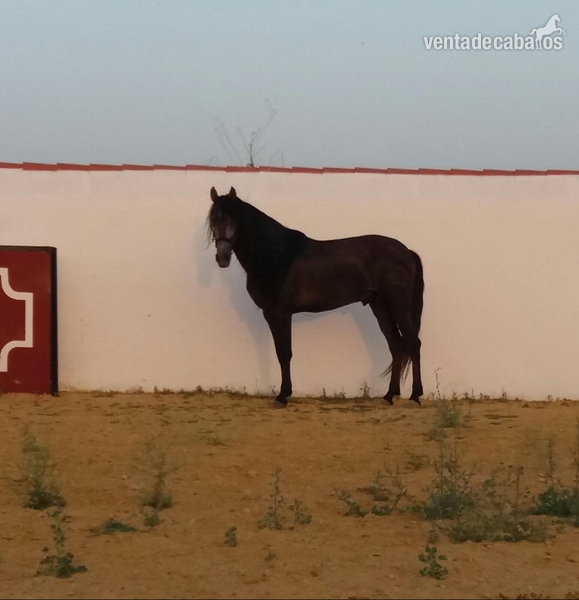 Pura Raza Española {TYPE}
