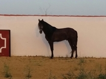 CABALLO PRE 3000 EUROS