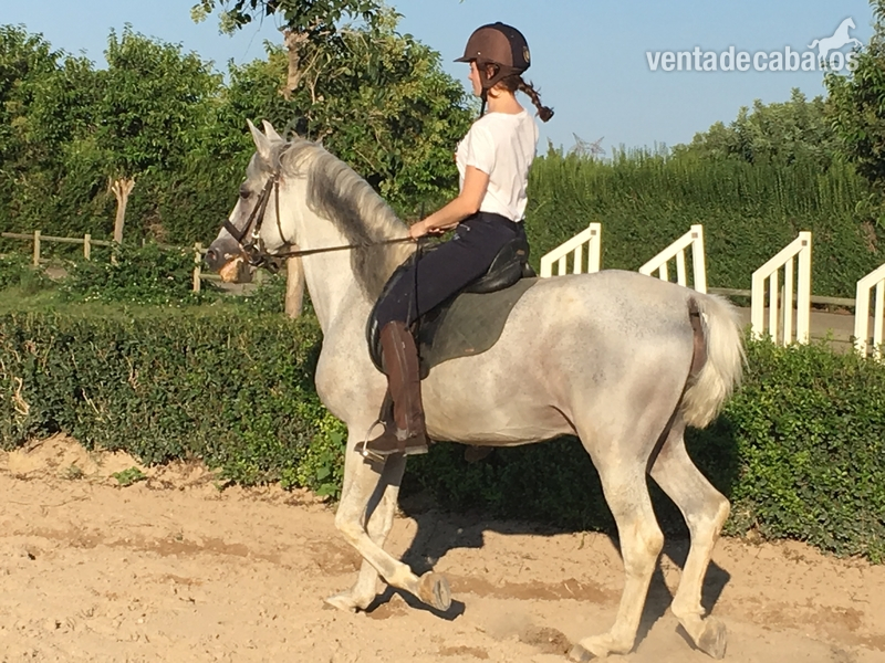 Tu caballo por 50€ al mes in 