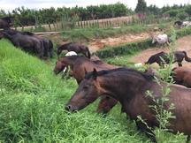 Tu caballo por 50€ al mes