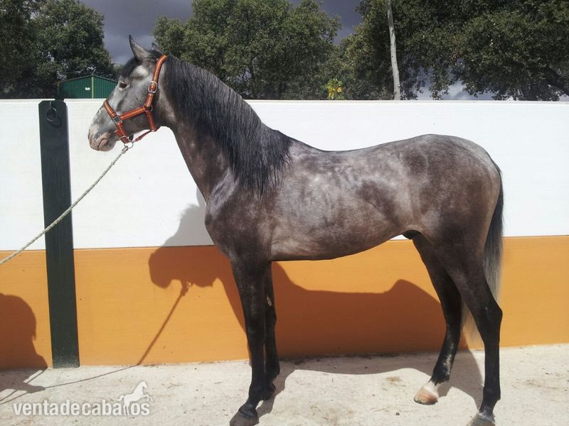 CABALLO SEMENTAL  PURA RAZA EXPAÑOLA. in 