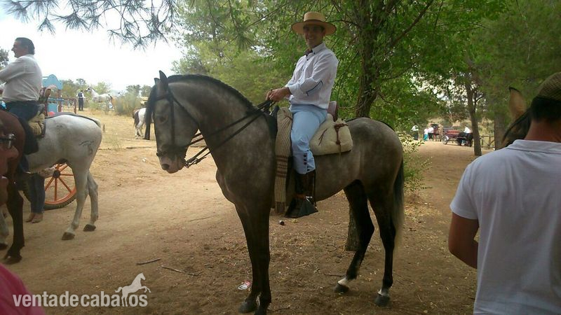 Pura Raza Española
