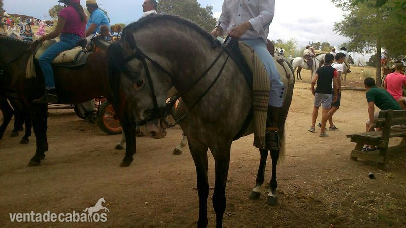 Pura Raza Española {TYPE}