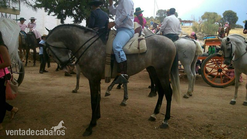 Caballos Pura Raza Española (P.R.E.) Pura Raza Española - CABALLO SEMENTAL  PURA RAZA EXPAÑOLA.