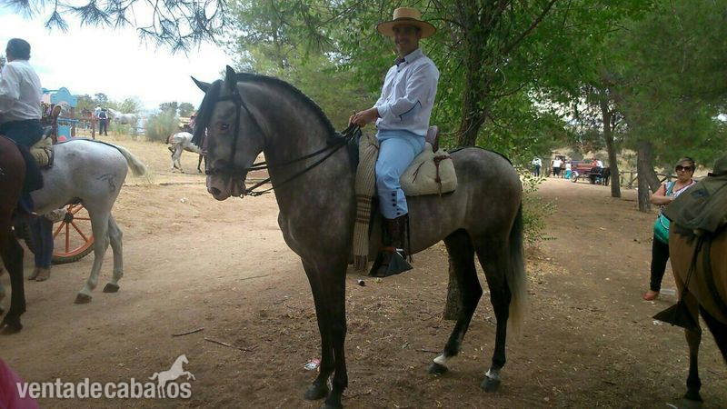CABALLO SEMENTAL  PURA RAZA EXPAÑOLA. - Caballos Pura Raza Española (P.R.E.) Pura Raza Española