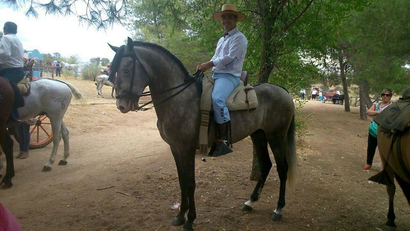 CABALLO SEMENTAL  PURA RAZA EXPAÑOLA. - Caballos Pura Raza Española (P.R.E.) Pura Raza Española
