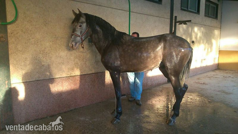 CABALLO SEMENTAL  PURA RAZA EXPAÑOLA. - Pura Raza Española