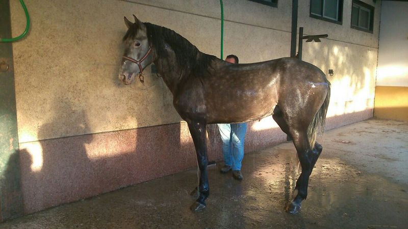CABALLO SEMENTAL  PURA RAZA EXPAÑOLA. - Pura Raza Española