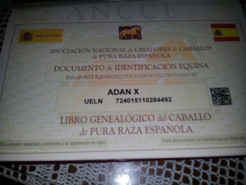 CABALLO SEMENTAL  PURA RAZA EXPAÑOLA. - Caballos Pura Raza Española (P.R.E.)
