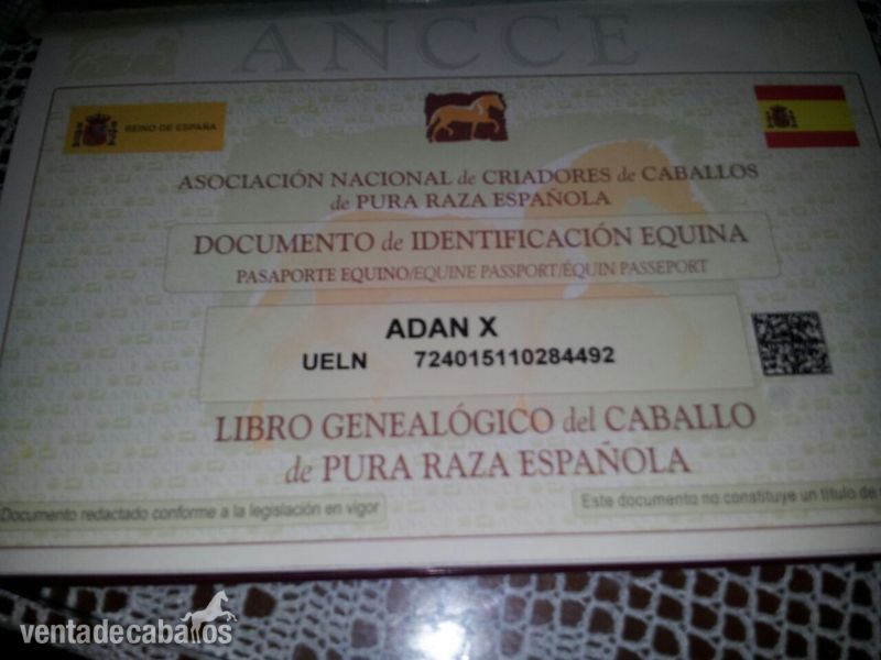 CABALLO SEMENTAL  PURA RAZA EXPAÑOLA. - Caballos Pura Raza Española (P.R.E.)