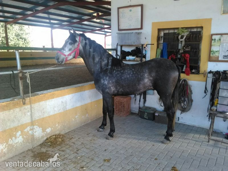  Pura Raza Española in 