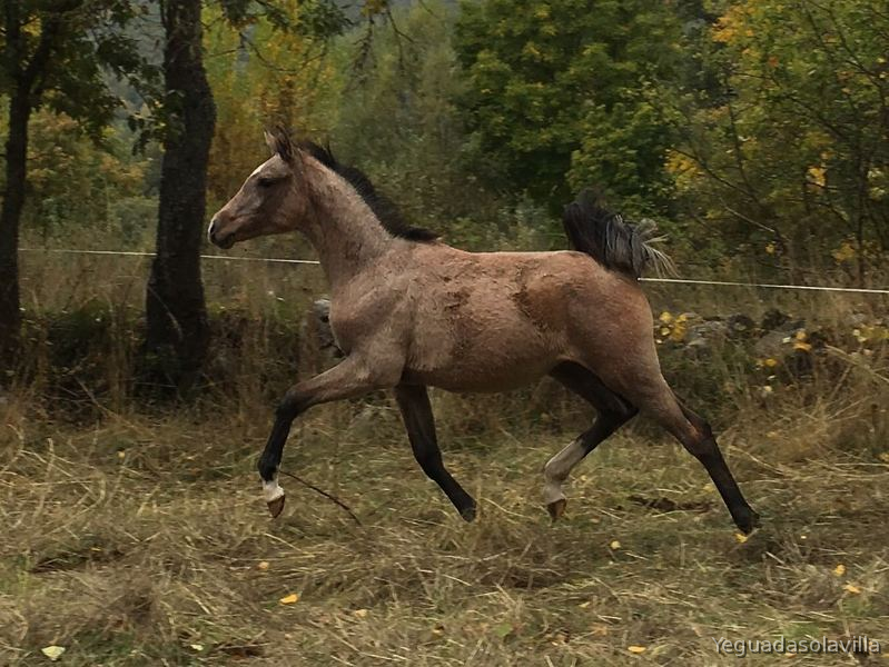 Hispano-Arabe