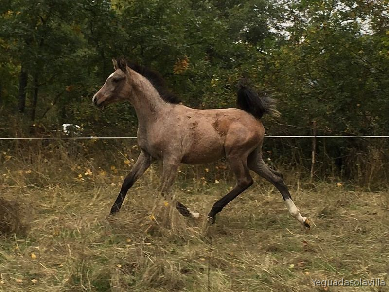 Hispano-Arabe {TYPE}