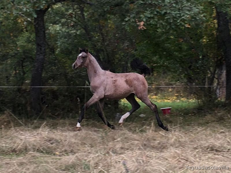 Caballo Hispano Árabe Hispano-Arabe - Potra Ha 50%