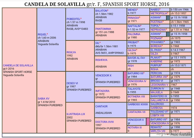 Potra Ha 50% - Caballo Hispano Árabe Hispano-Arabe