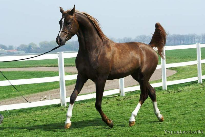Potra Ha 50% - Hispano-Arabe