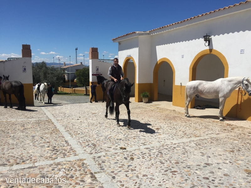 Magnífica Finca con Hípica y Alojamiento Turístico. Hotel 4 estrellas.