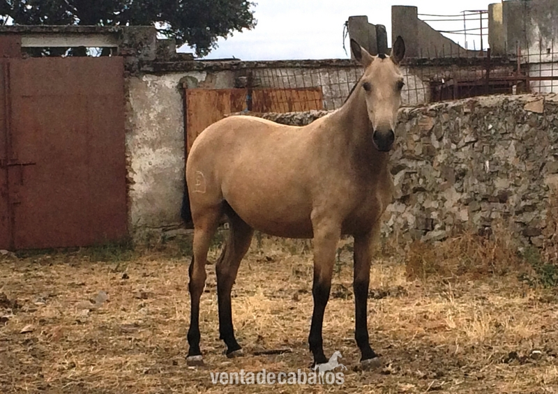 POTRA PURA SANGRE LUSITANO BAYA in 