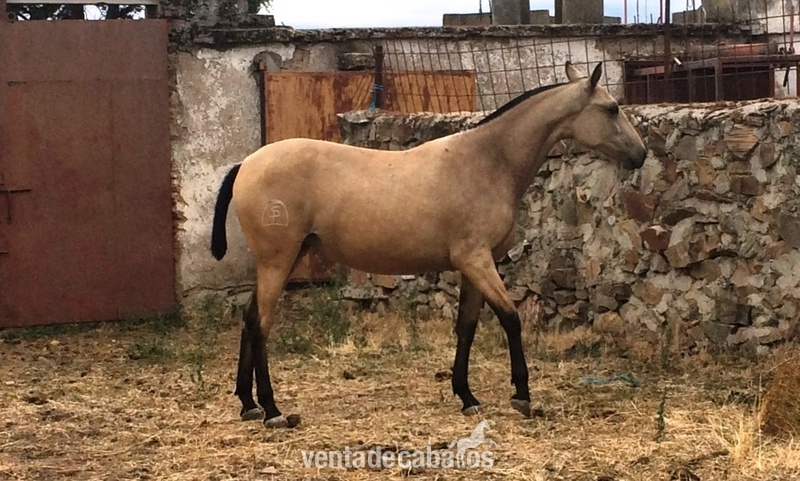 Lusitano