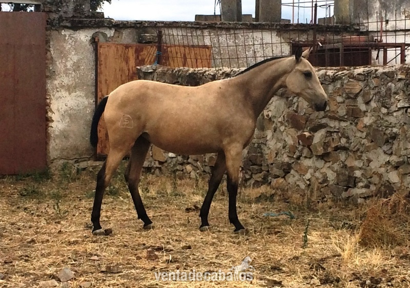 Lusitano {TYPE}