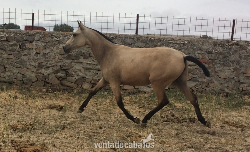 Potras Lusitano - POTRA PURA SANGRE LUSITANO BAYA