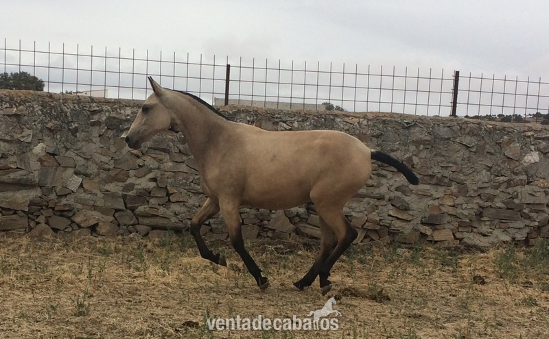 POTRA PURA SANGRE LUSITANO BAYA - Potras Lusitano