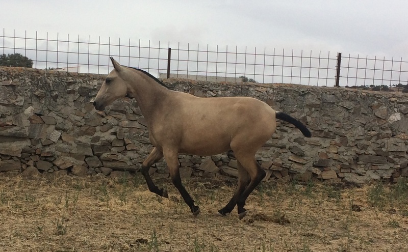 POTRA PURA SANGRE LUSITANO BAYA - Potras Lusitano