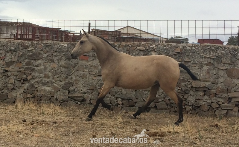 POTRA PURA SANGRE LUSITANO BAYA - Lusitano