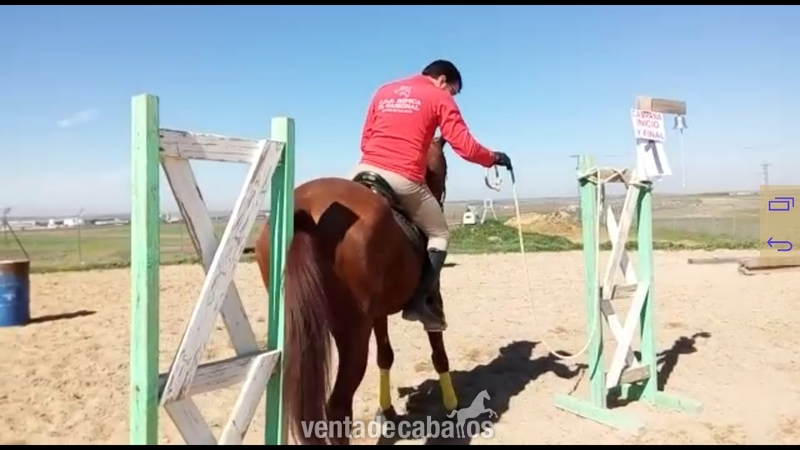 Caballos Capados Trotón Francés - Troton frances capado