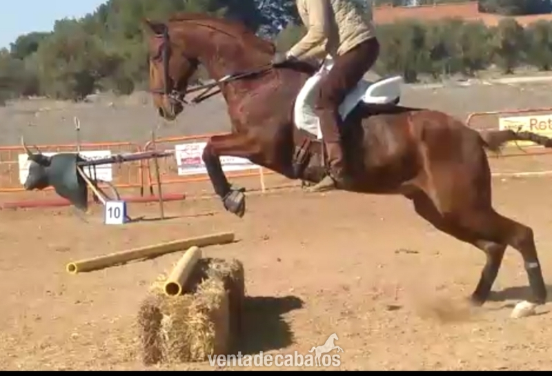 Troton frances capado - Caballos Capados Trotón Francés