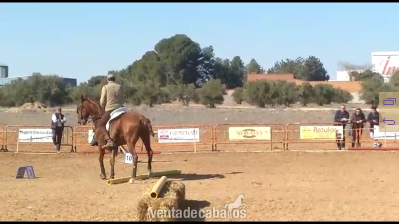 Troton frances capado - Caballos Capados