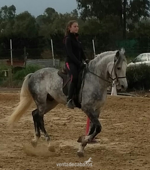 Caballo Pura Raza Española in 