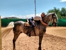 Caballo Pura Raza Española