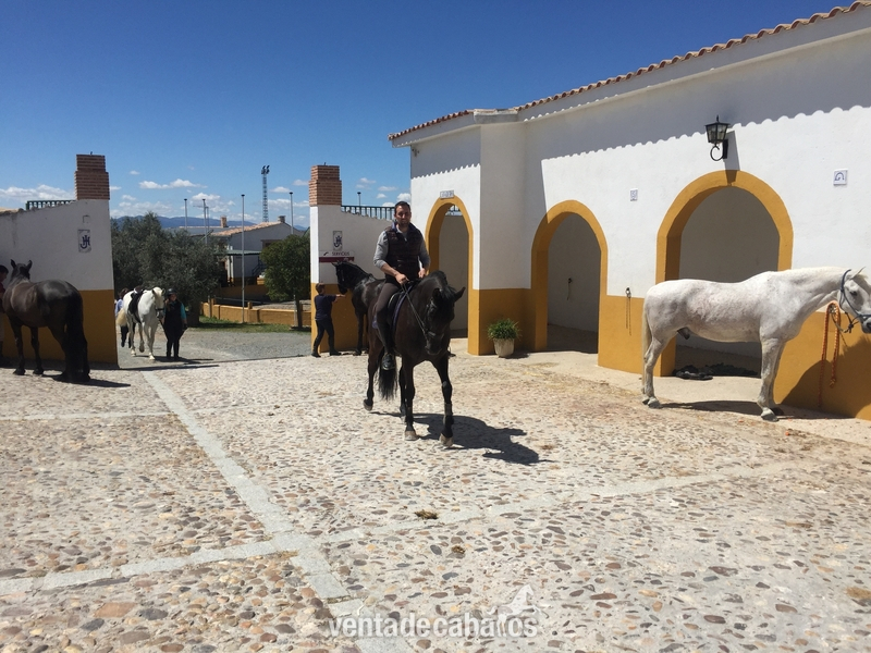 Magnífica Finca con Hípica y Alojamiento Turístico. Hotel 4 estrellas.