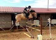 Caballo bayo castrado de 15 años de edad