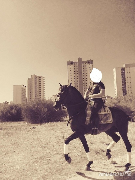 CABALLO P.R.E TORDO RODADO in 