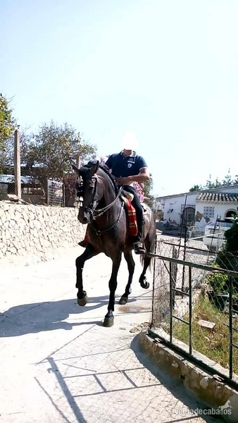 Caballos Pura Raza Española (P.R.E.) Pura Raza Española - CABALLO P.R.E TORDO RODADO