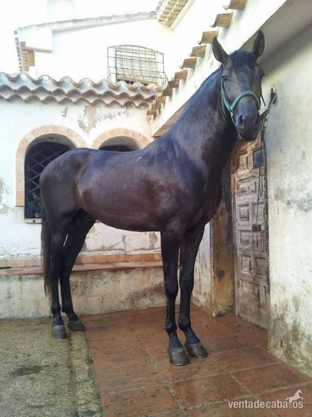 CABALLO P.R.E TORDO RODADO - Caballos Pura Raza Española (P.R.E.) Pura Raza Española