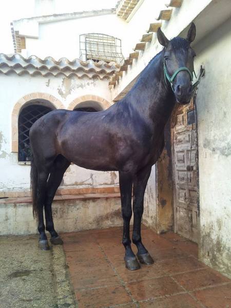 CABALLO P.R.E TORDO RODADO - Caballos Pura Raza Española (P.R.E.) Pura Raza Española