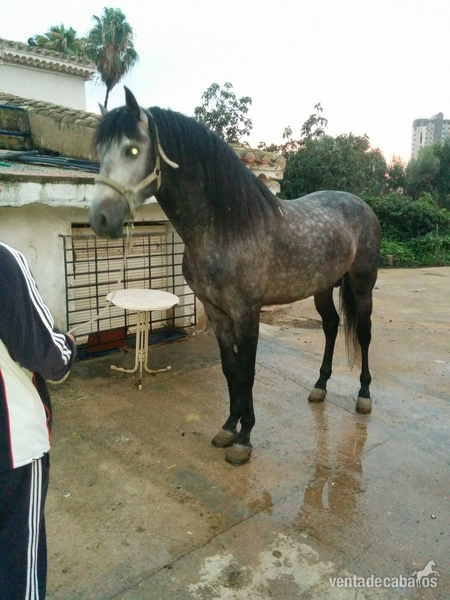 CABALLO P.R.E TORDO RODADO - Pura Raza Española