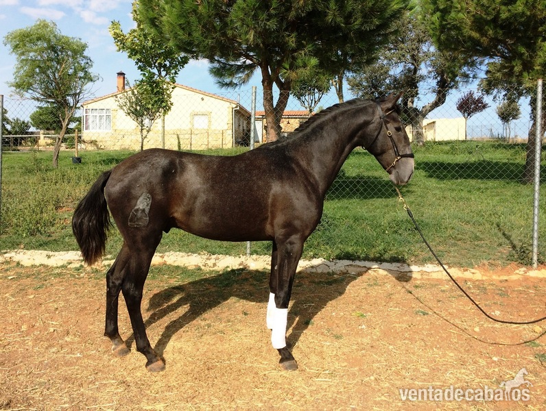 POTRO PURA SANGRE LUSITANO in 