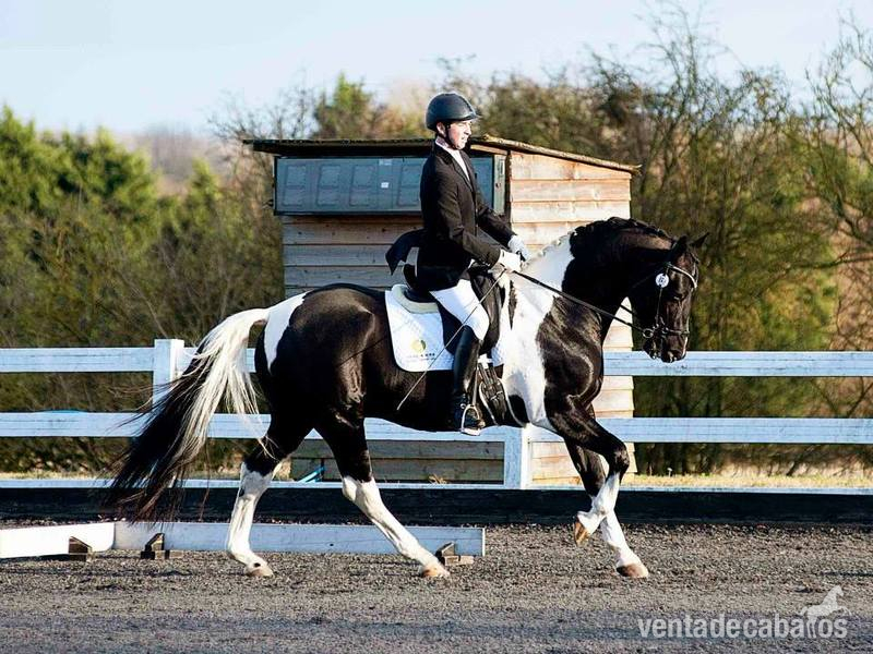 Superb All-around Gelding with amazing personality in 