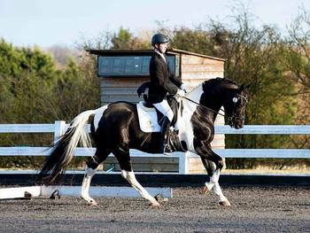 Superb All-around Gelding with amazing personality