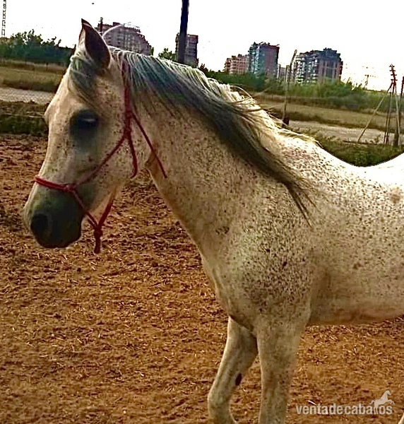 Yegua Arabe- hija de Rawalpindi  in 